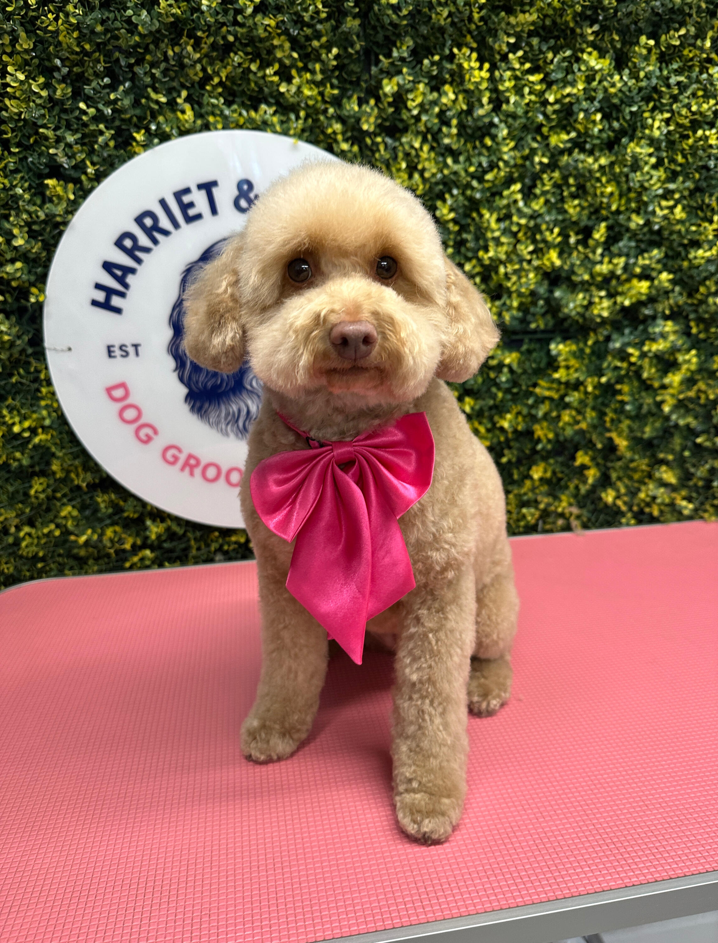 Poodle