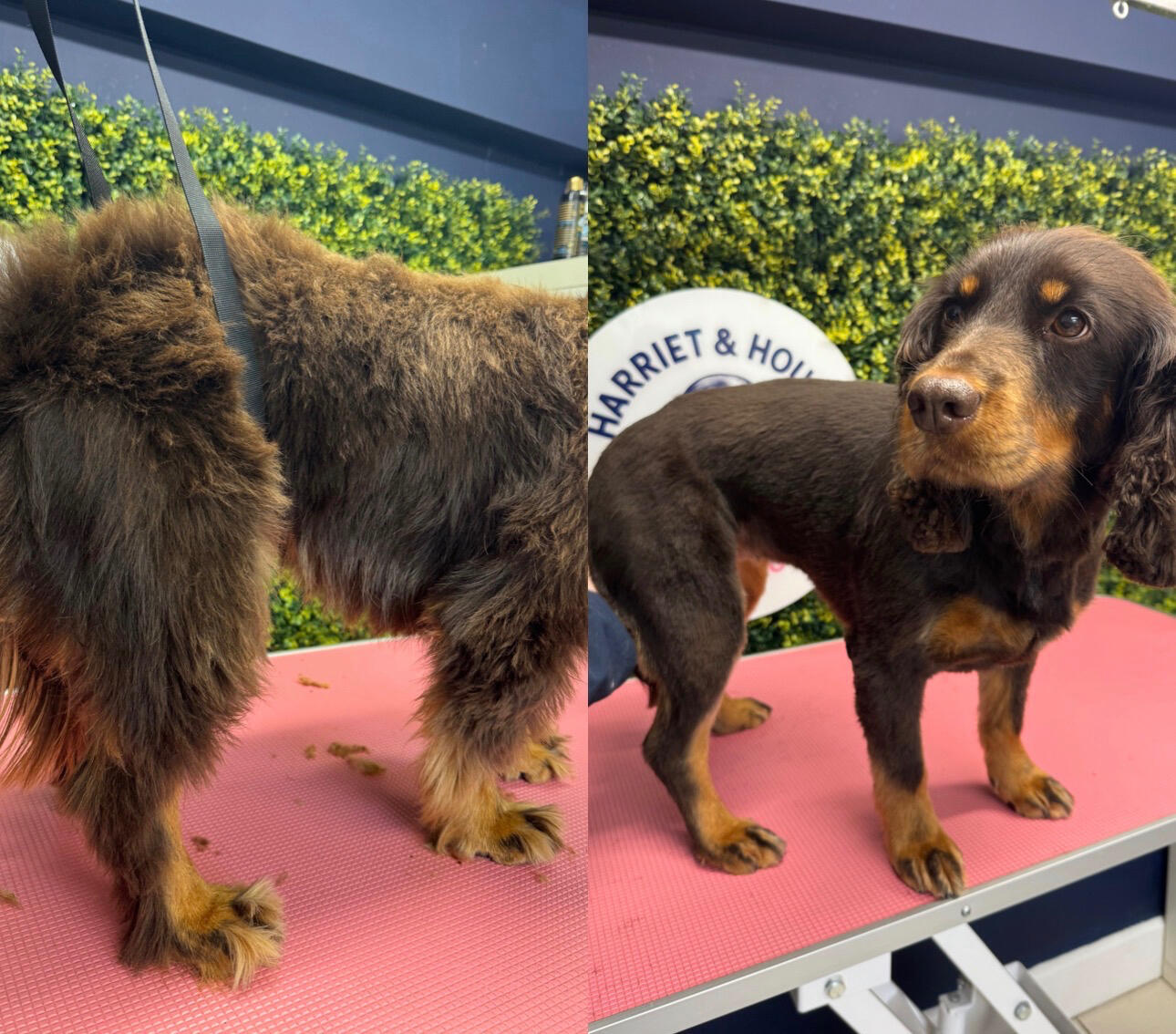 Cocker spaniel