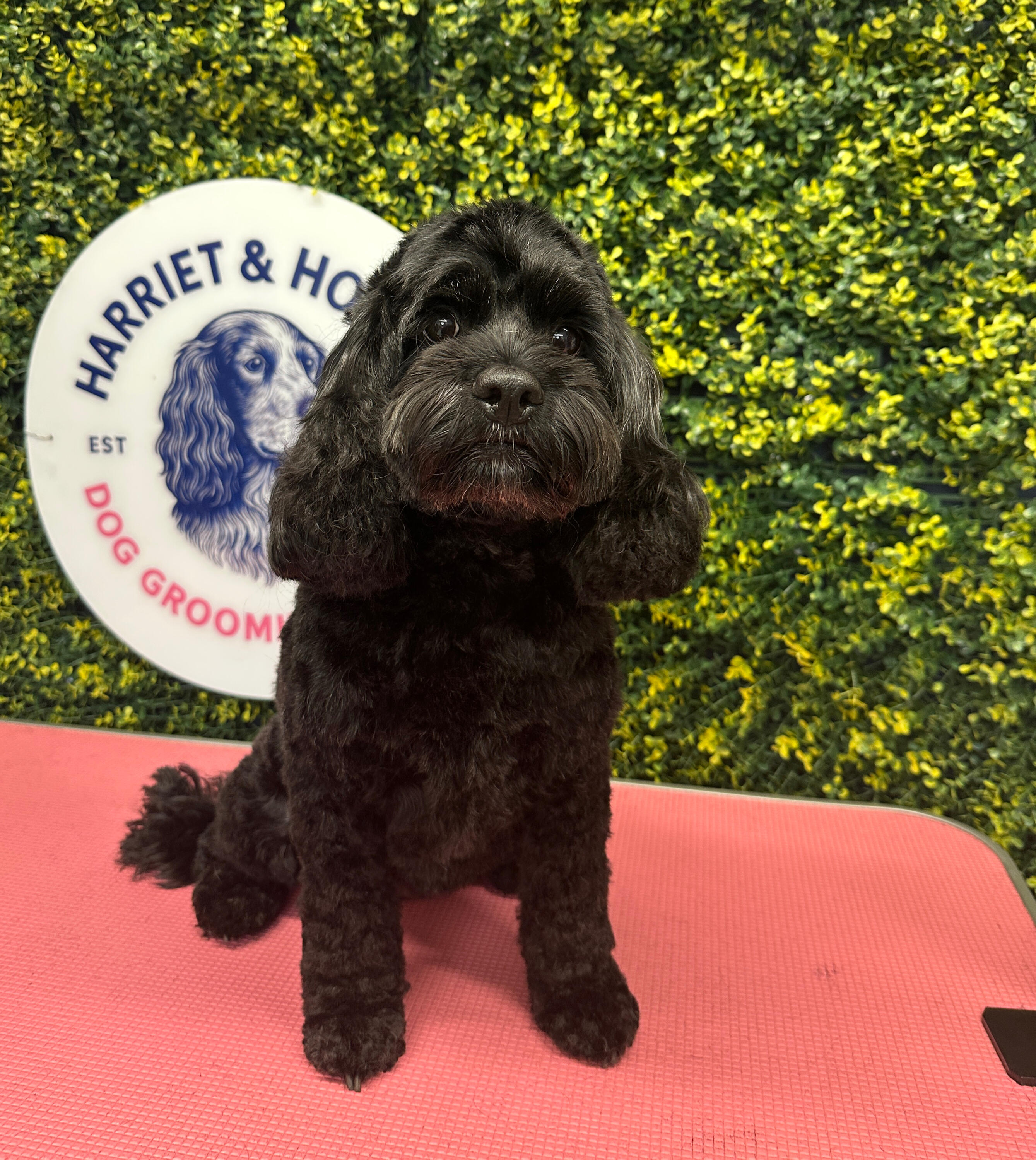 Cockapoo